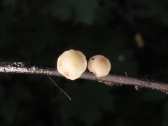 Hymenoscyphus albidus