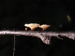 Hymenoscyphus albidus