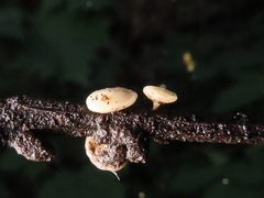 Hymenoscyphus albidus