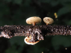 Hymenoscyphus albidus