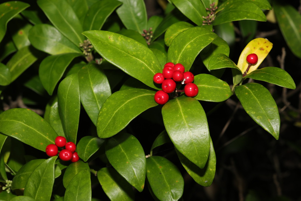 Skimmia Nhật – Skimmia japonica