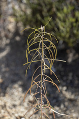 Boechera californica
