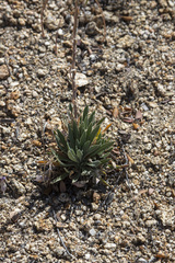 Boechera californica