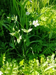 Cerastium davuricum