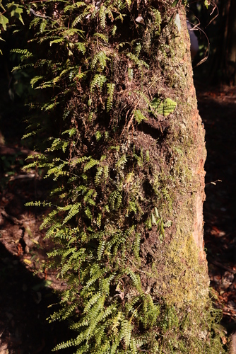Asplenium dregeanum, photograph 3