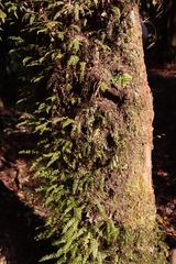Asplenium dregeanum, photograph (c) Tony Rebelo, some rights reserved (CC BY-SA)