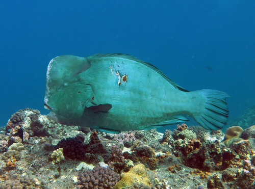 Bumphead Parrotfish