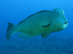 Bumphead parrotfish