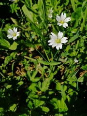 Cerastium davuricum