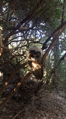 Strix occidentalis caurina