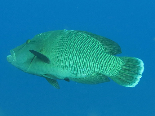 Napoleon wrasse