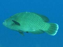 Napoleon wrasse