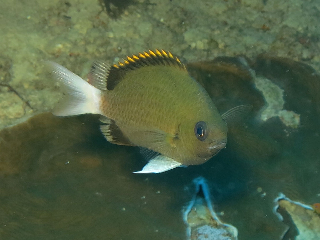 Pemba Chromis