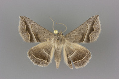 Lesmone griseipennis