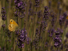 Coenonympha dorus
