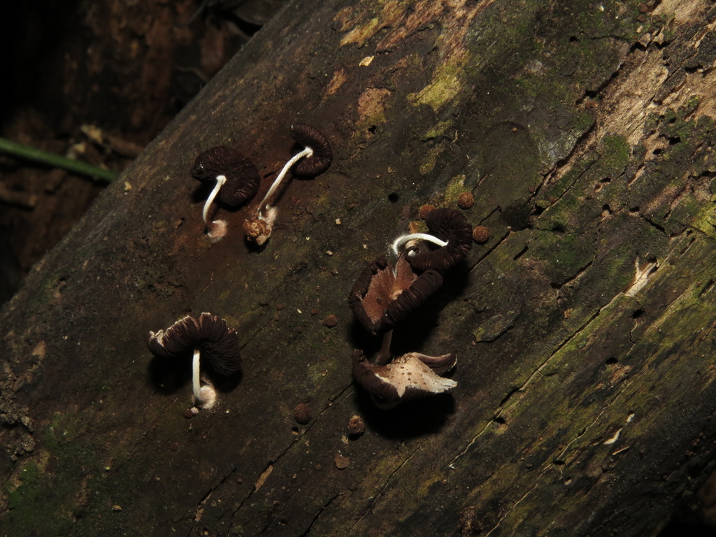 Coprinopsis · October 2024 · photo: © lucasmantelo (iNaturalist, cc-by)