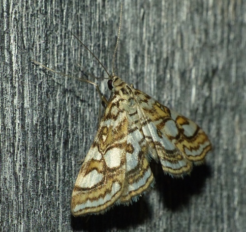Nymphula Moth photo 5