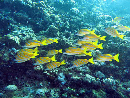 Bluestriped snapper