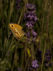 Coenonympha dorus