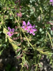Lythrum californicum