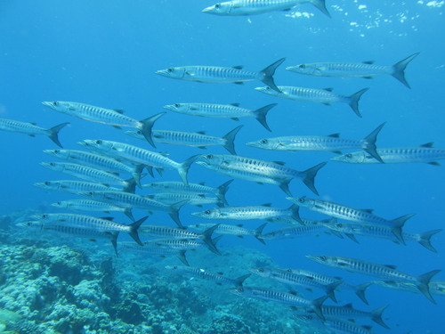 Schooling barracuda