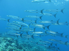Schooling barracuda
