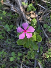 Catharanthus roseus image