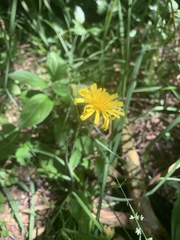 Hieracium maculatum