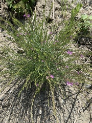 Lythrum californicum