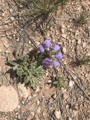 Penstemon eriantherus