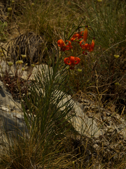 Lilium pomponium