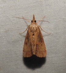 Hypena scabra