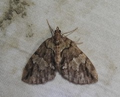 Hydriomena renunciata