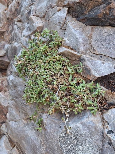 Aberdeen Sheepfig (Delosperma aberdeenense)