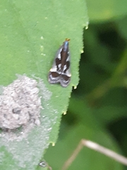 Dichomeris ochripalpella