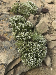 Eremogone hookeri