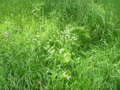 Polygonatum × hybridum