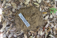 Scalopinae