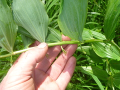 Polygonatum × hybridum