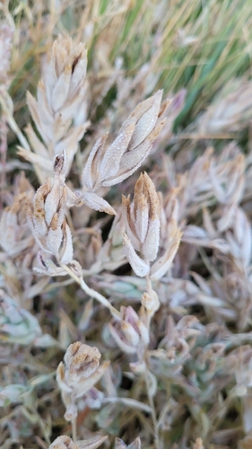 Image of Chloropyron maritimum by (c) D Defreese, some rights reserved (CC BY)