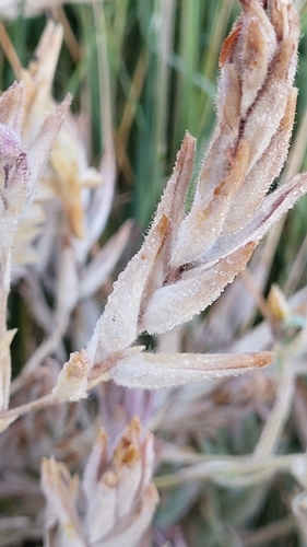 Image of Chloropyron maritimum by (c) D Defreese, some rights reserved (CC BY)