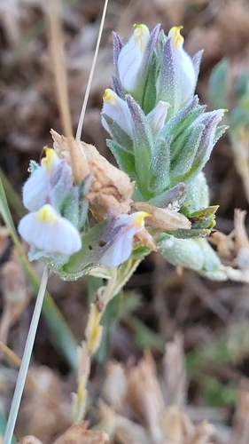 Image of Chloropyron maritimum by (c) D Defreese, some rights reserved (CC BY)