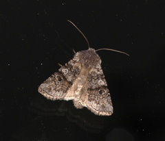 Litholomia napaea