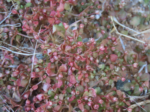 Crassula numaisensis