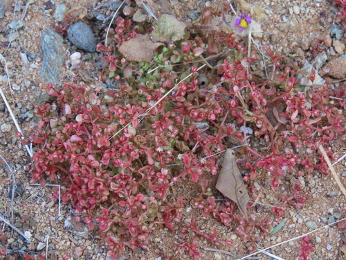 Crassula numaisensis