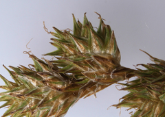 Carex tenera