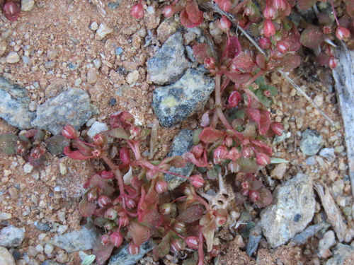 Crassula numaisensis