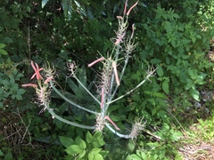 Aloe × commutata