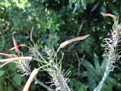 Aloe × commutata