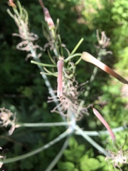 Aloe × commutata